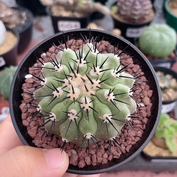 989龙爪属黑王丸，