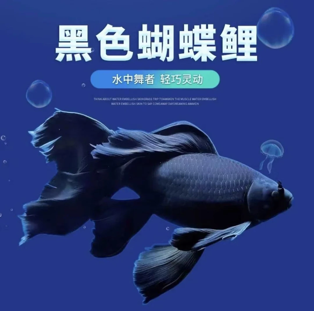 【蝴蝶鲤】精品蝴蝶鲤墨蝶淡水观赏鱼饲养鱼【直播间专属链接】
