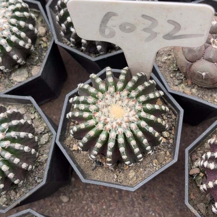 九*6032实生奇特好养皮实