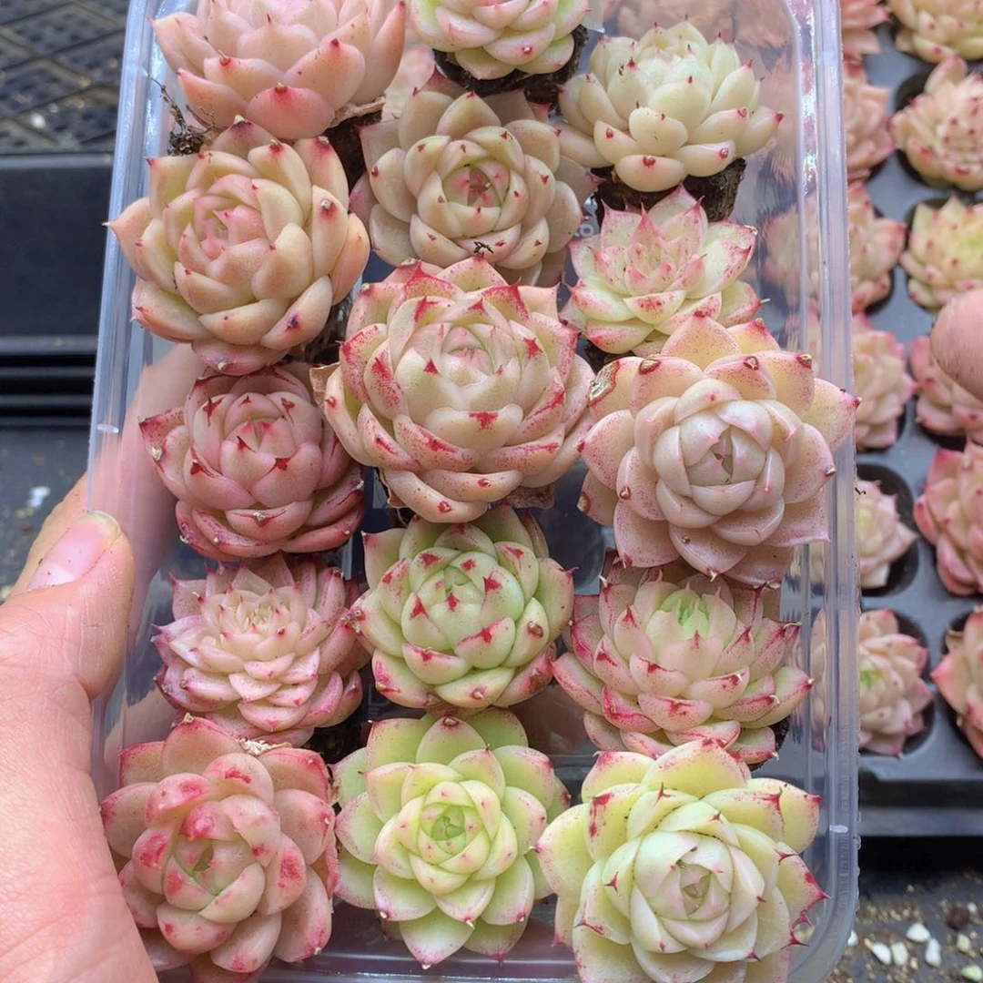 反反复复还是很开心的036