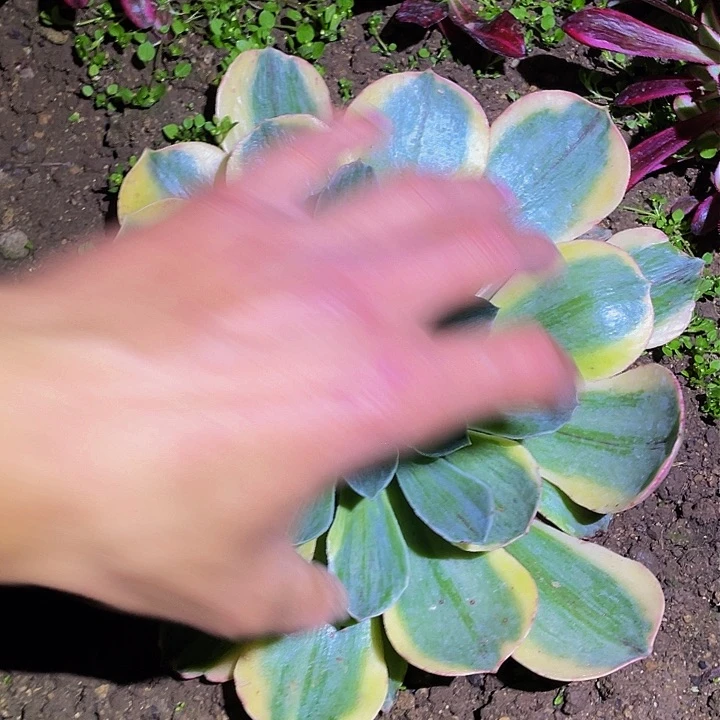 香炉盘黄拉丝多肉植物