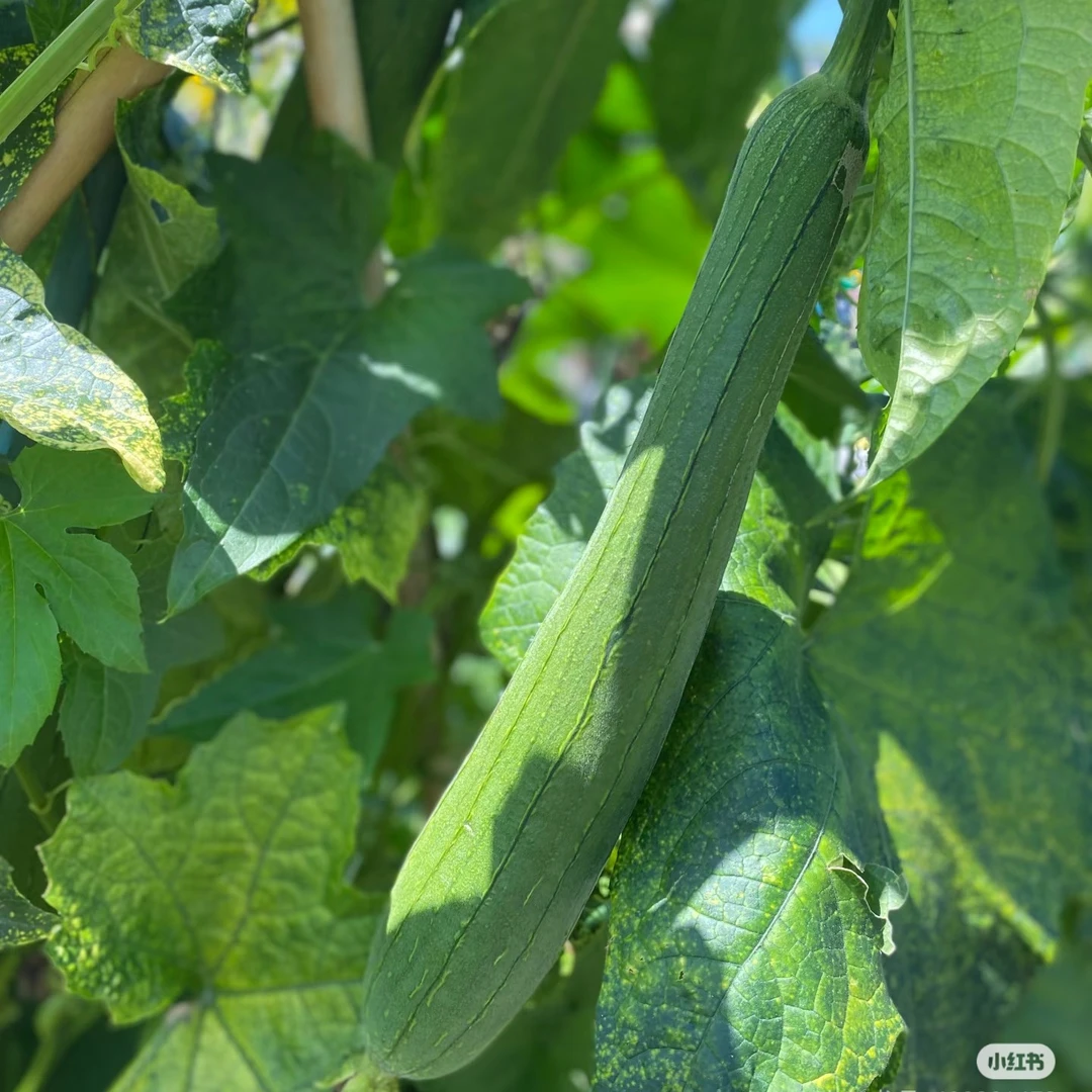 现摘新鲜丝瓜湖南农家露天自种蔬菜红薯叶视频