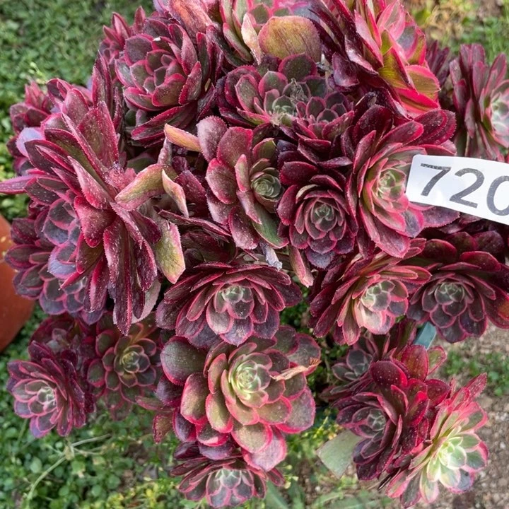 720多肉植物粉花妖有砍