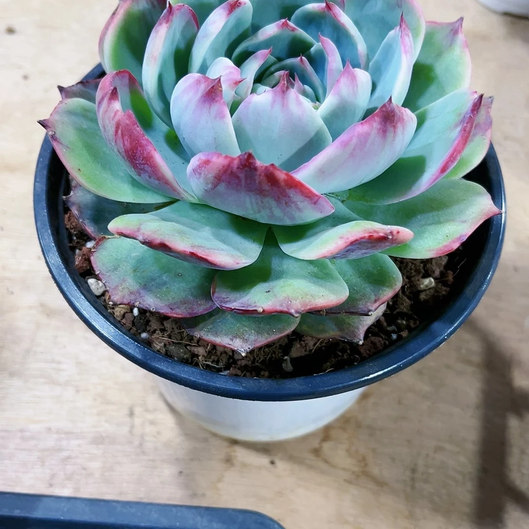 三*钱三毛惊鸿仙子多肉