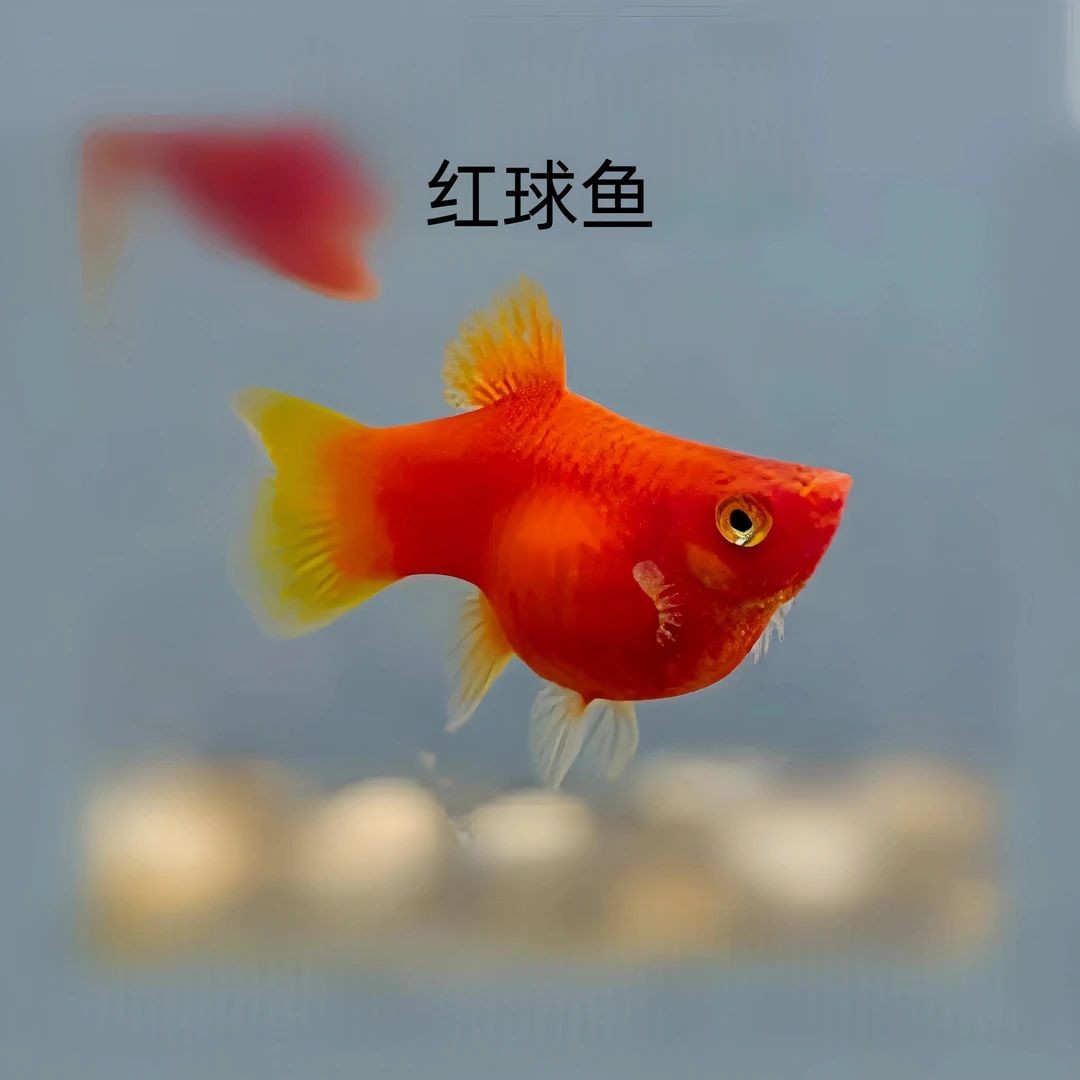 精品红皮球热带观赏鱼（好养，耐活，好上手，发晚赔，路损赔）