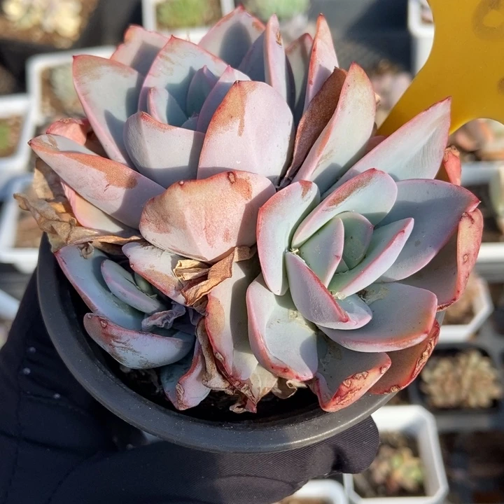 569布鲁蓝多肉植物保护