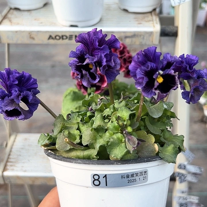 红陶抖音直播闪拍81