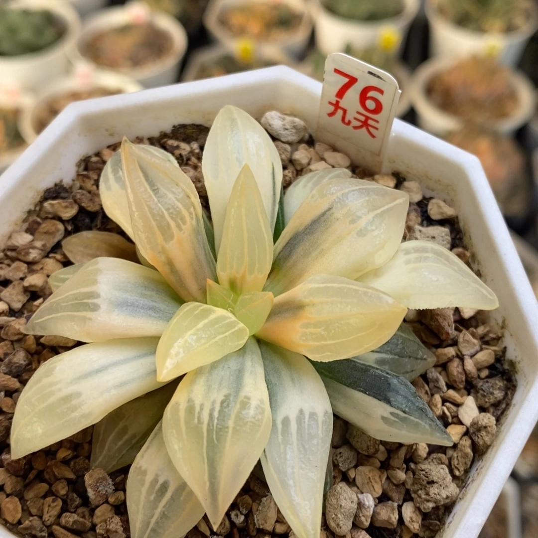 76号糊斑西瓜锦带盆发货