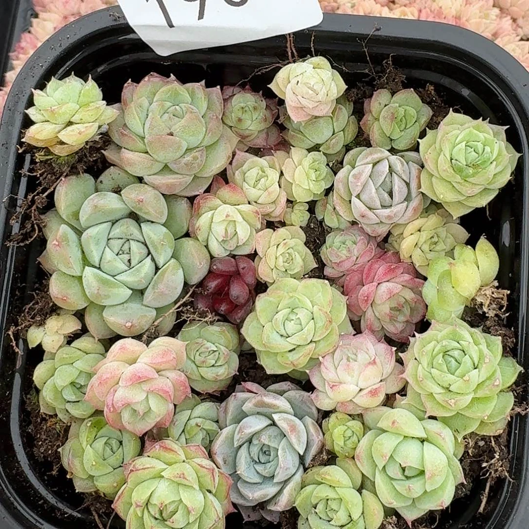 杂交新品珍妮多肉1905