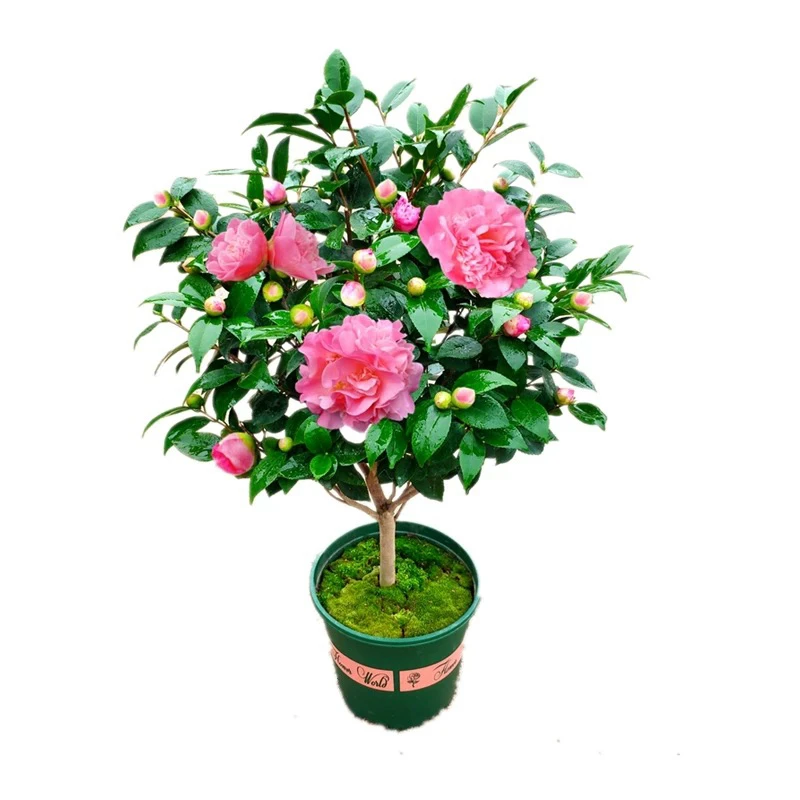 香妃香水茶花带花苞树苗盆栽四季浓香型室内外好养耐寒耐热绿植