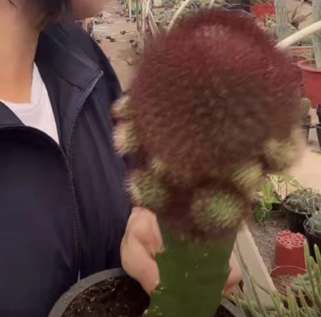 二妹园艺【嫁接红刺百丝巢沟宝  带柱子】仙人球满18包邮随机发