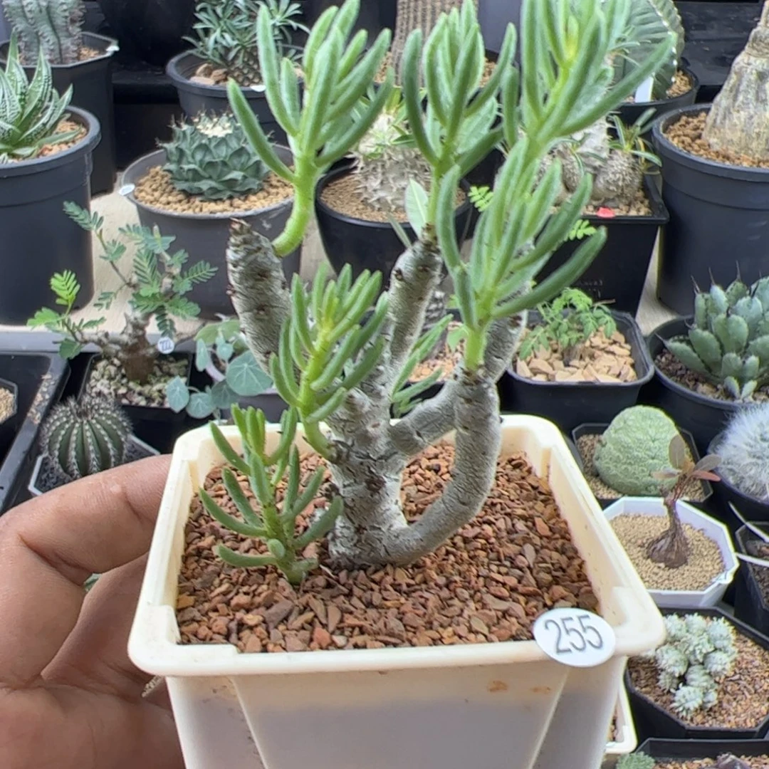 诱惑奇峰锦一物一拍