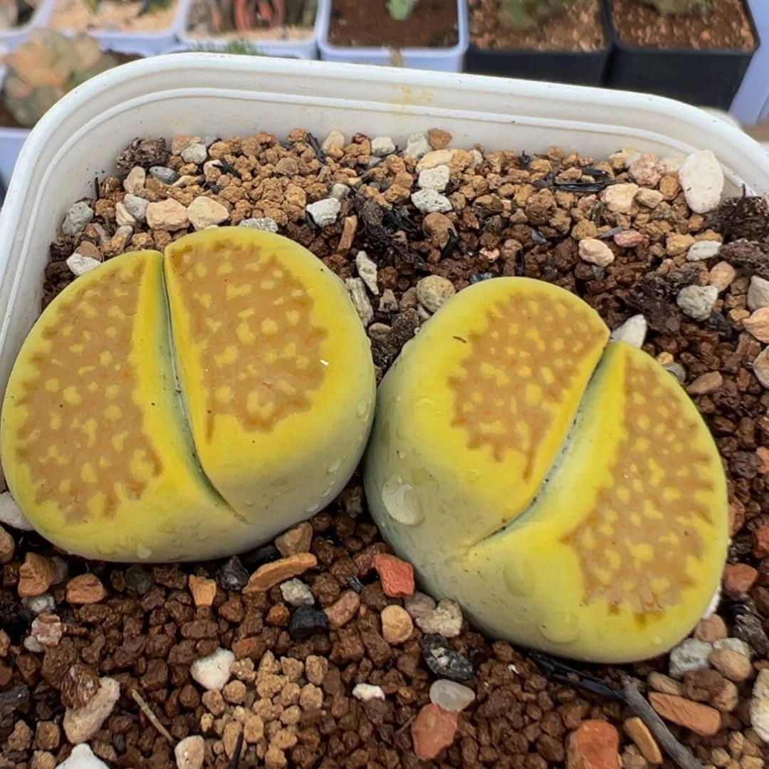 88多肉植物百科植物