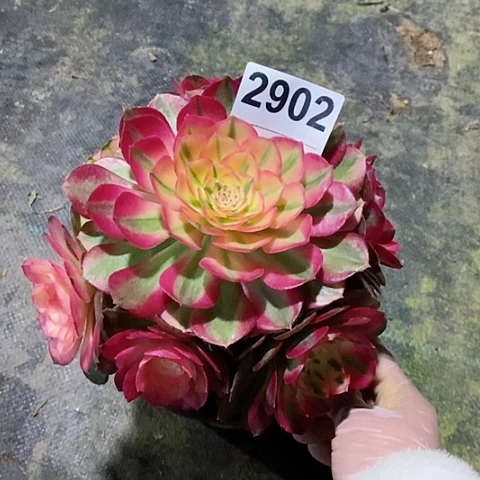 红陶2902荔枝冠16.7