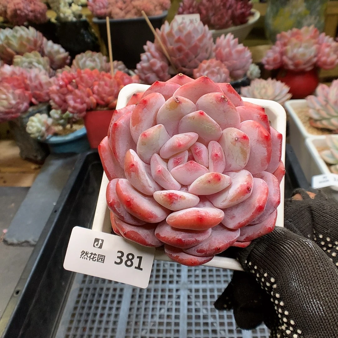 381雪天使多肉植物66666