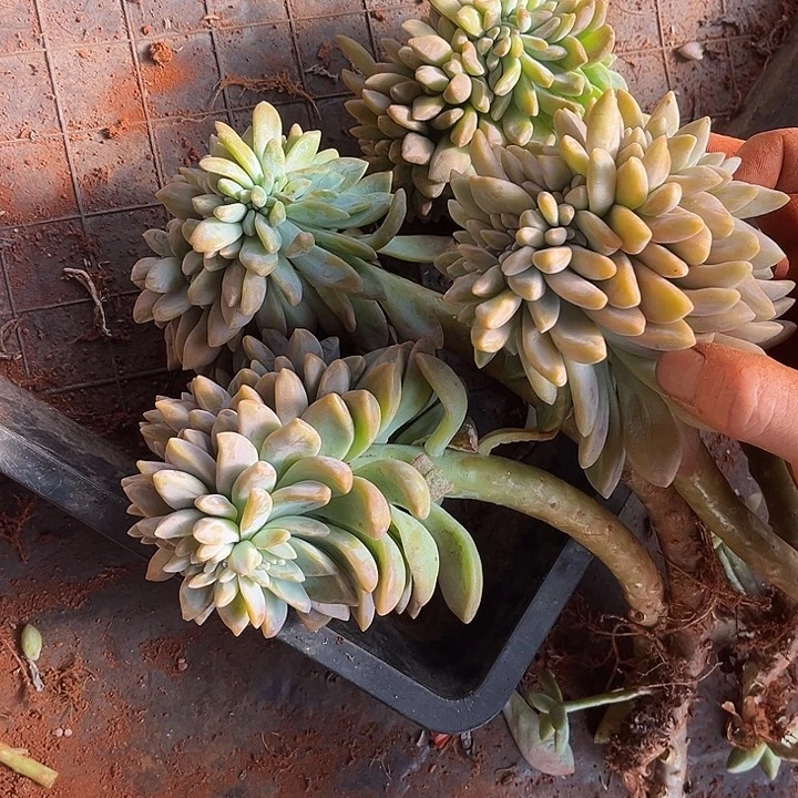 淡雪缀4个砍头9.99多肉植物