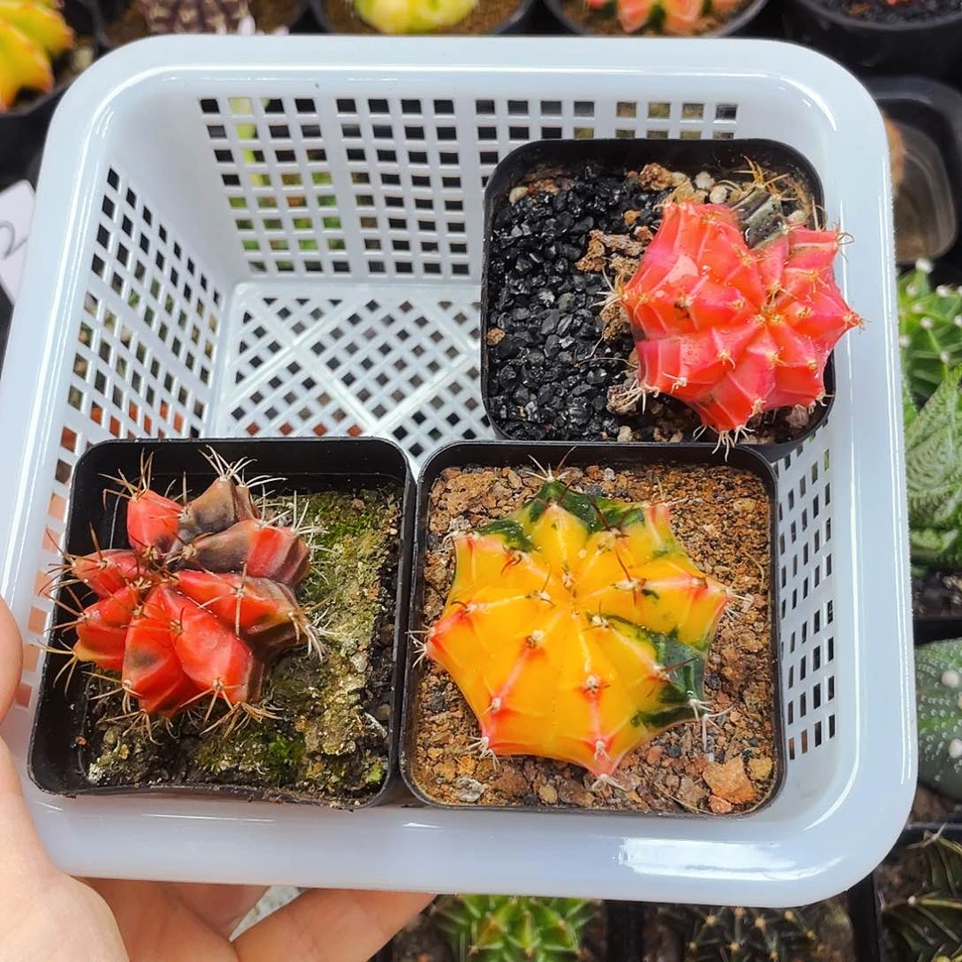 天*非偏远地区满25包邮仙人球裸根