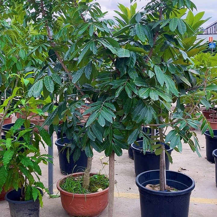 平***身果树88888888888888