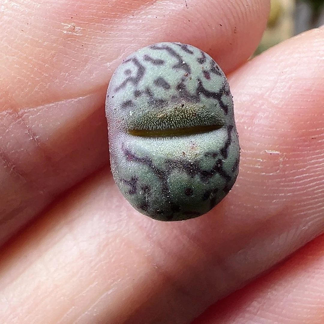 大嘴墨一颗包邮……………………