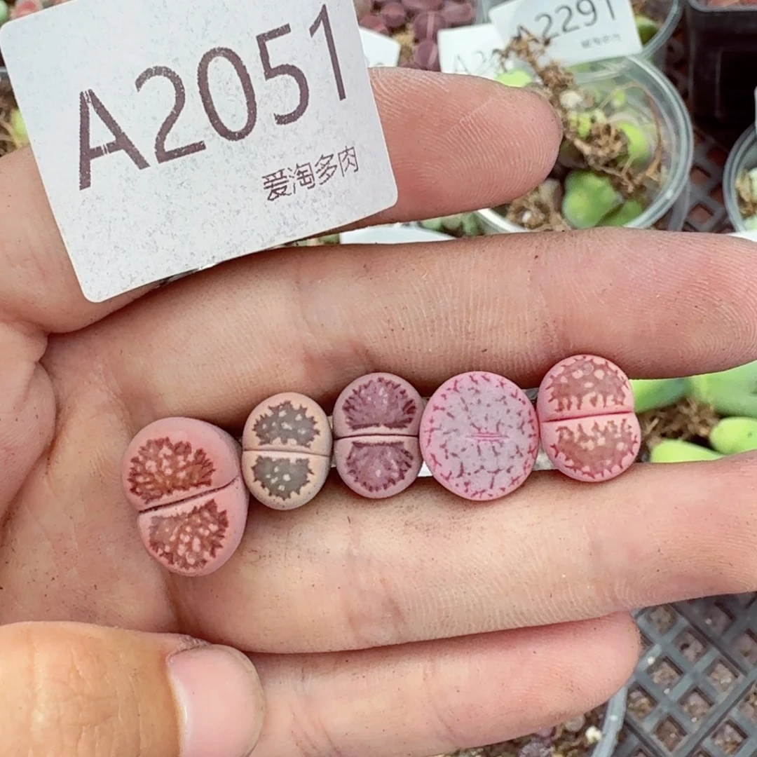 2051——生石花 肉锥