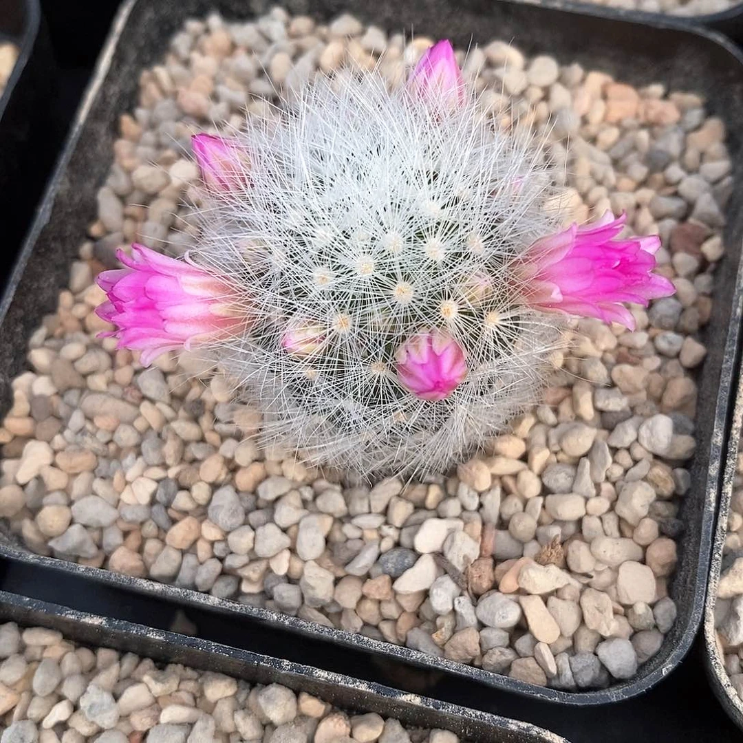 早春丸实生3.5公分