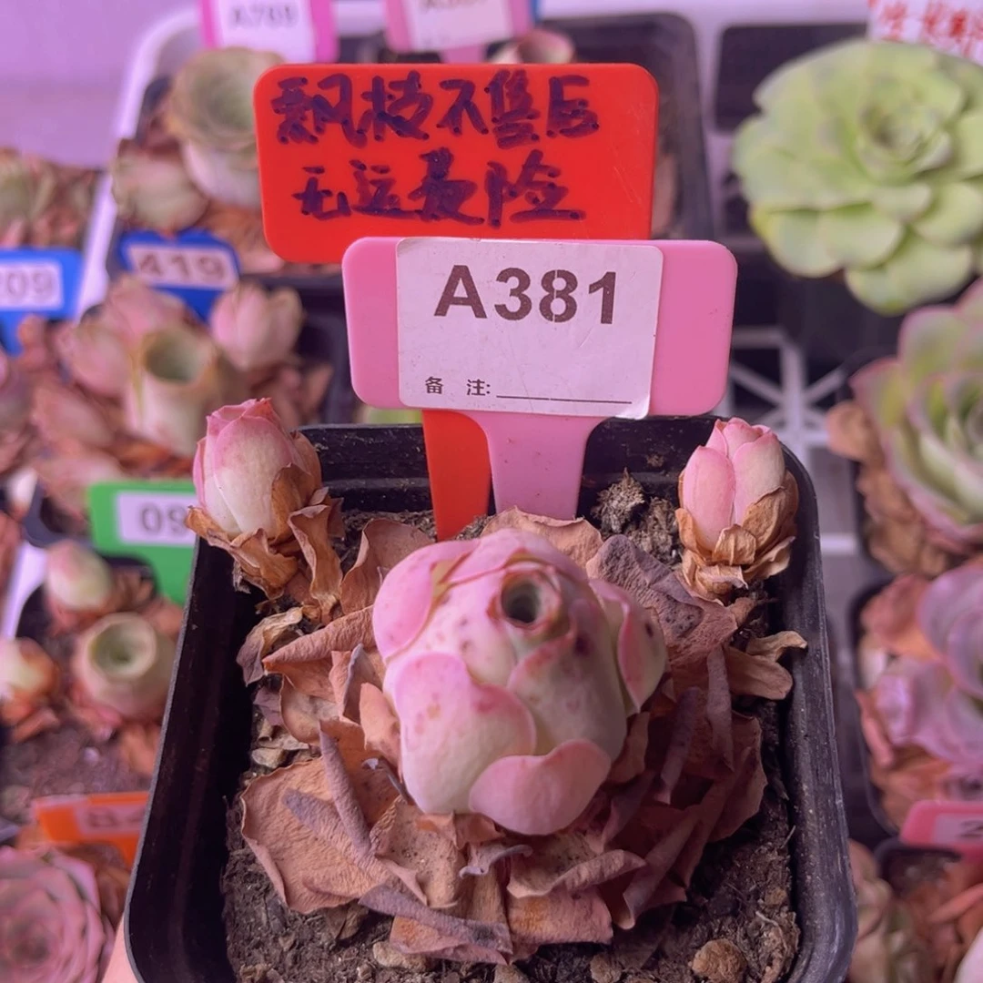 单***余情澜玫瑰一物一拍A381