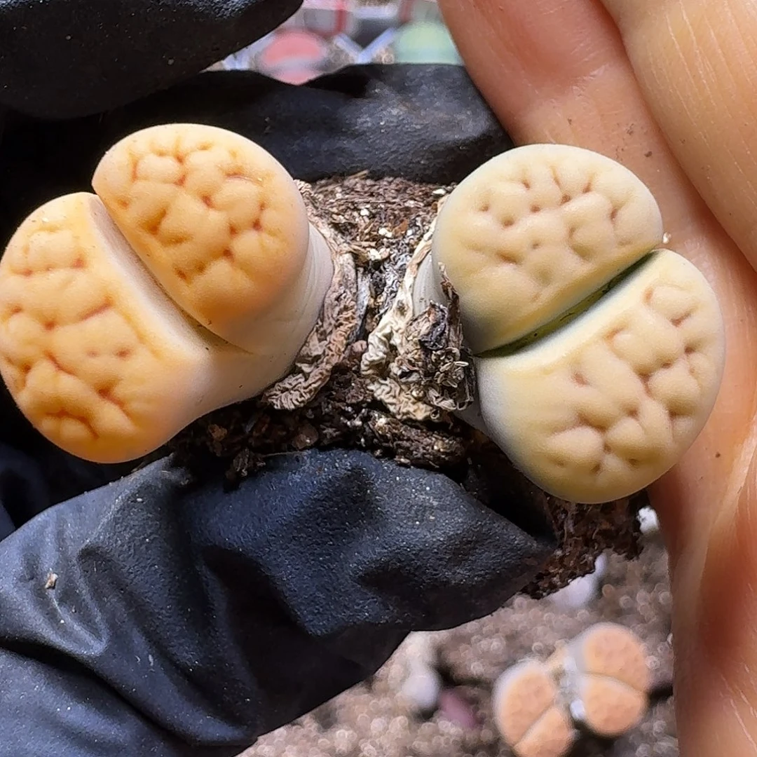生石花22///。 200
