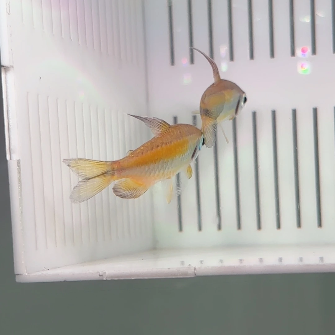 灯科鱼黄金二线两条公