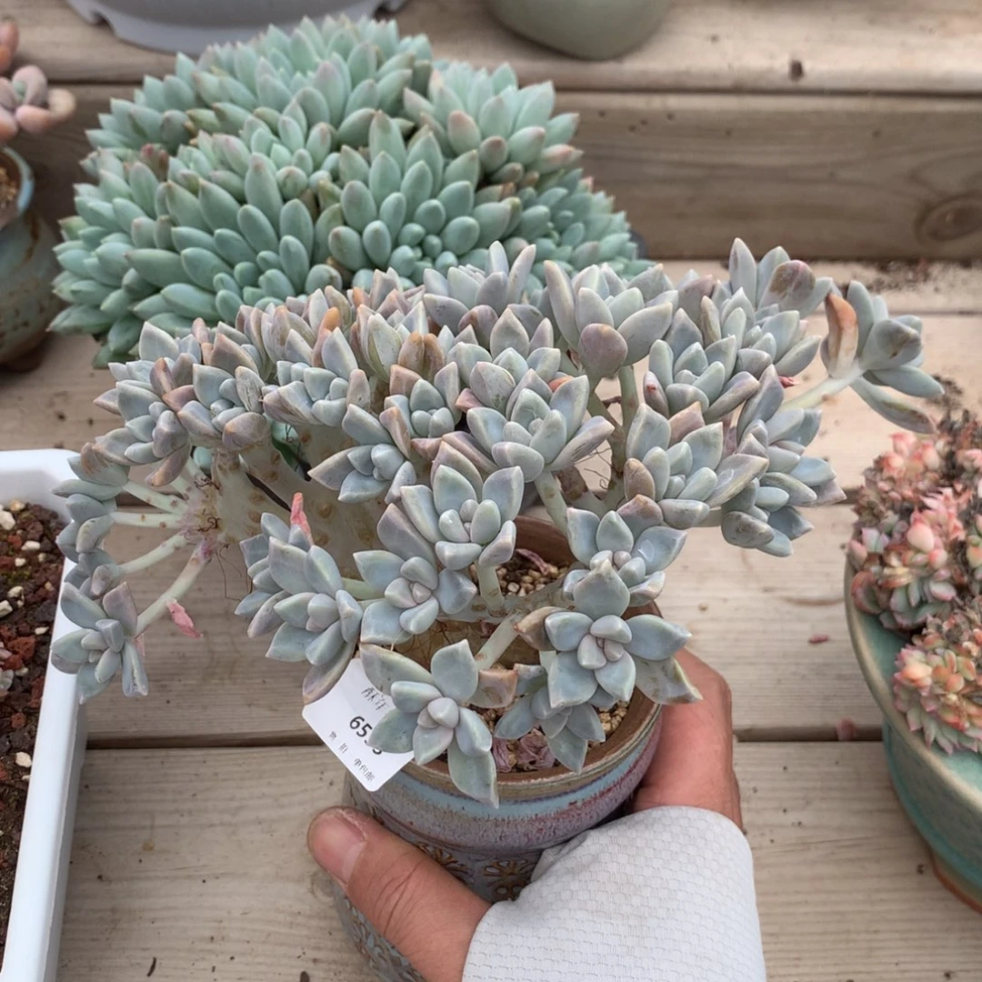 6533淡雪小树一颗20厘米