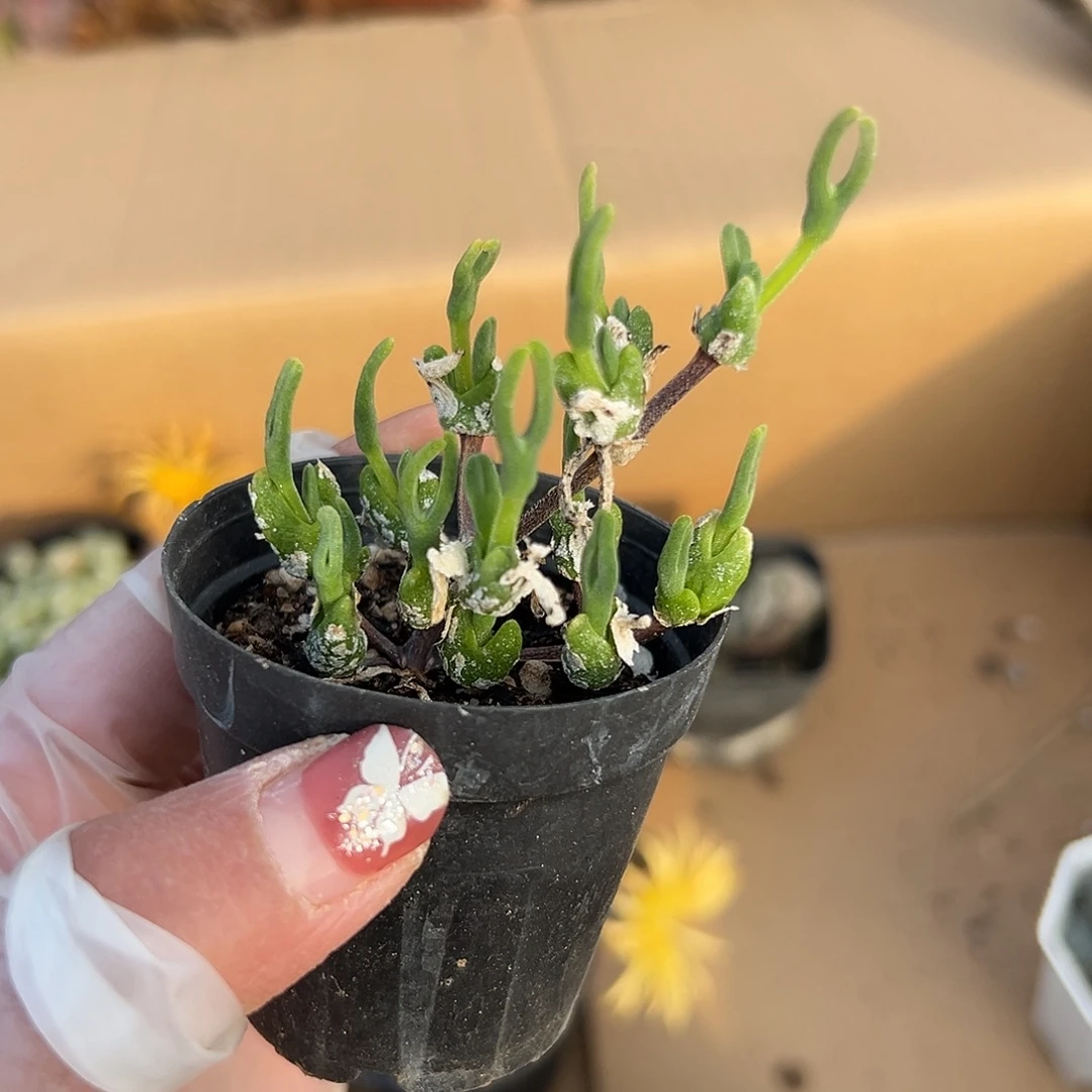 多肉植物冰糕兔耳