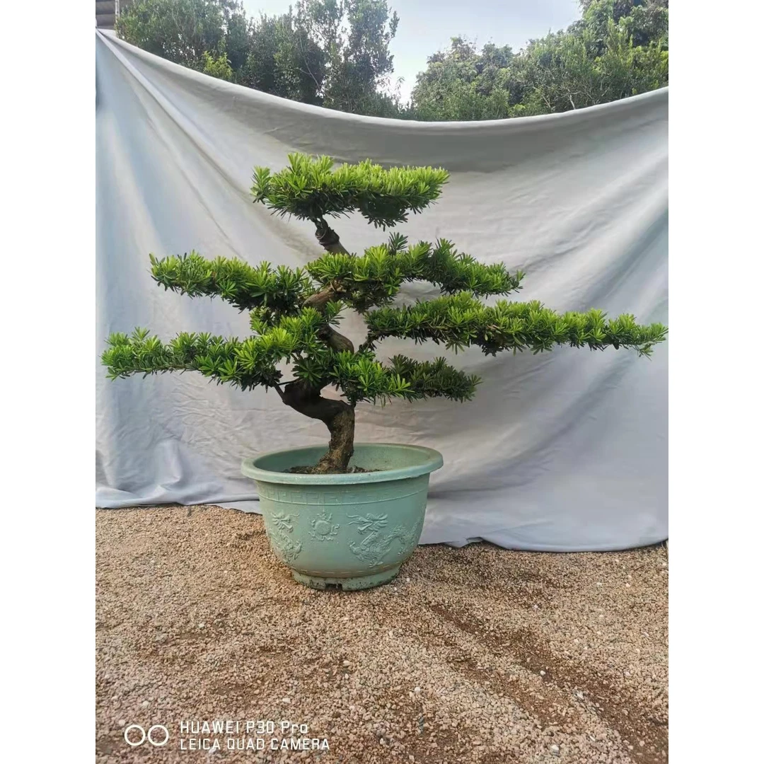 大型罗汉松不老松盆景树桩盆栽植物庭院罗汉松绿植台湾金钻迎客松