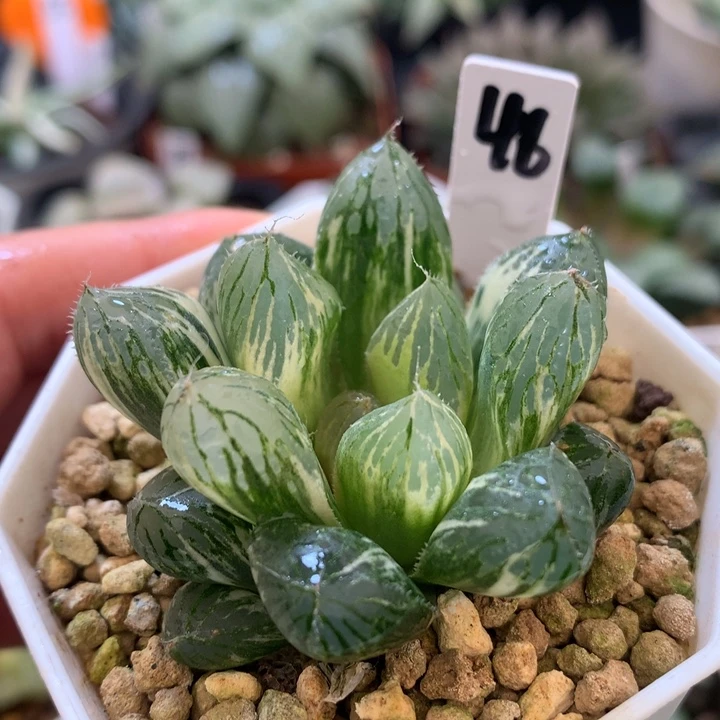 巨大化胭脂玉露锦，带盆