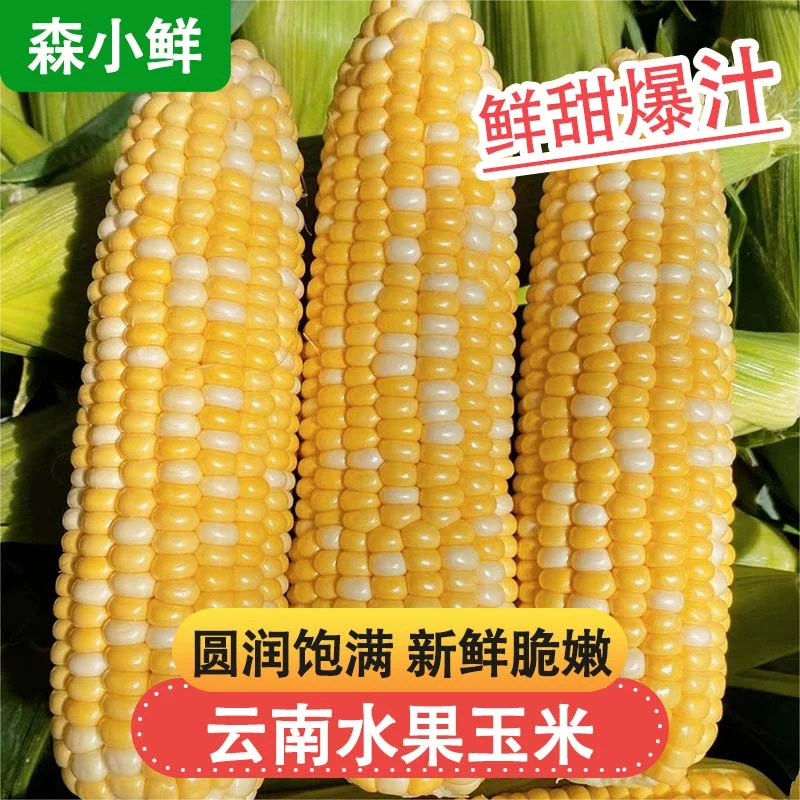 森小鲜【新鲜采摘】云南水果玉米高山种植甜嫩多汁新鲜玉米3-5斤装