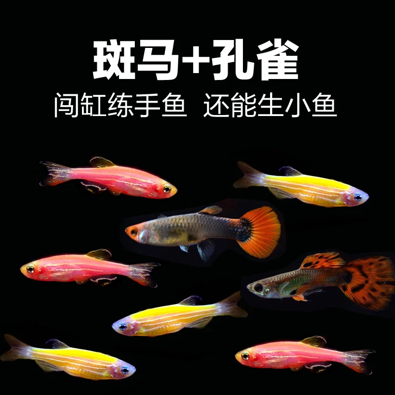【斑马+孔雀】新手热带淡水鱼红黄斑马鱼杂袍孔雀鱼观赏鱼好养