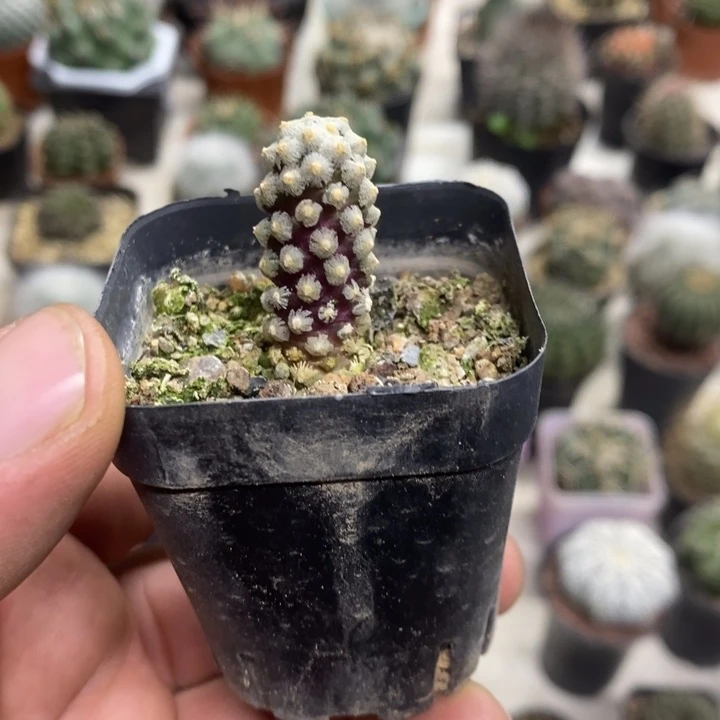 戴斯特价福利特价