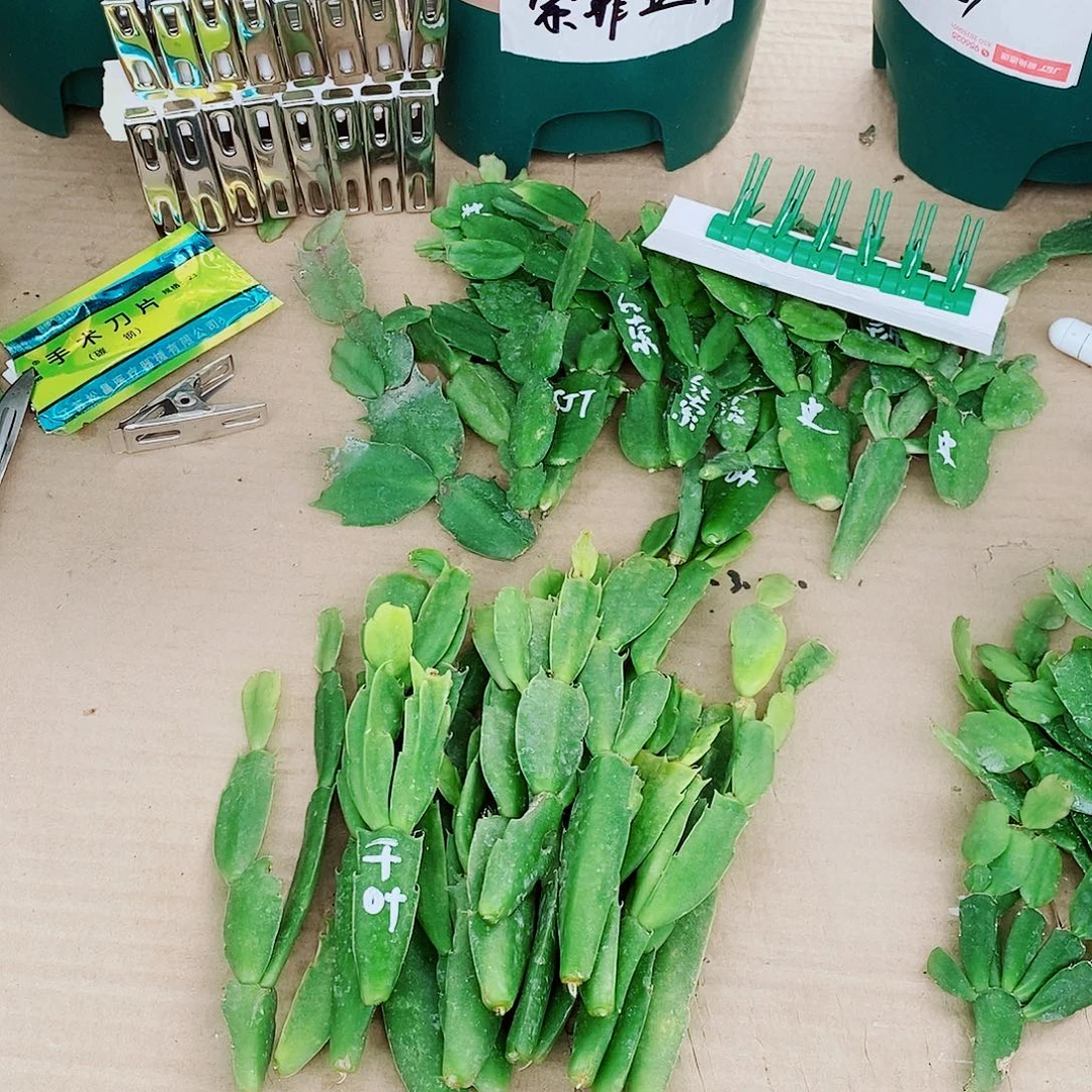 Z***曾无花朵叶片福利一物一拍