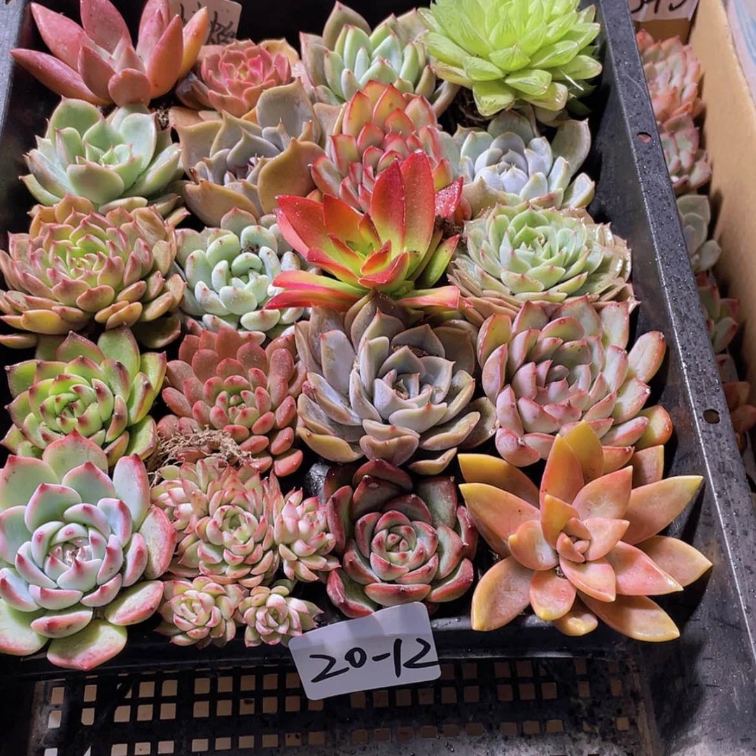 【闪购商品】20颗-12