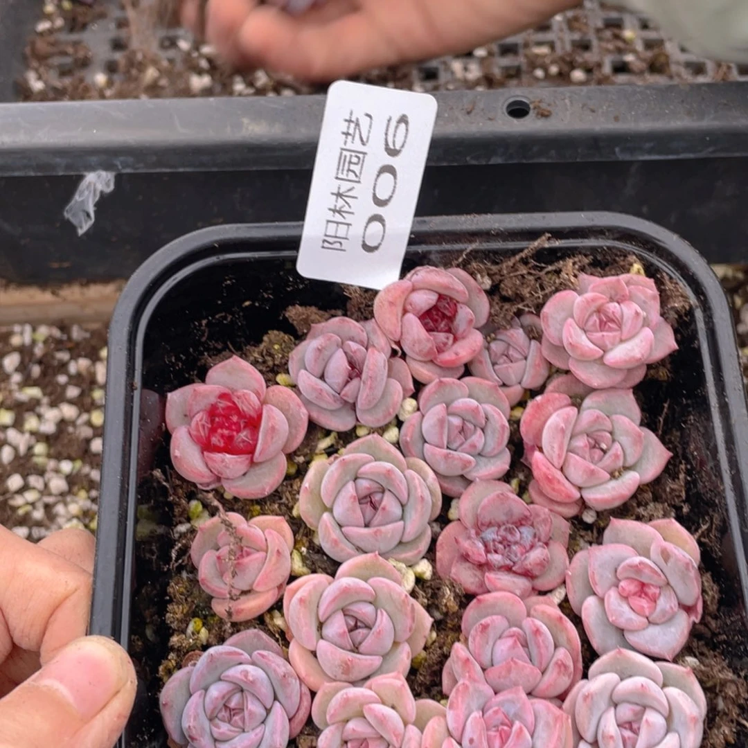 多肉植物多肉植物6