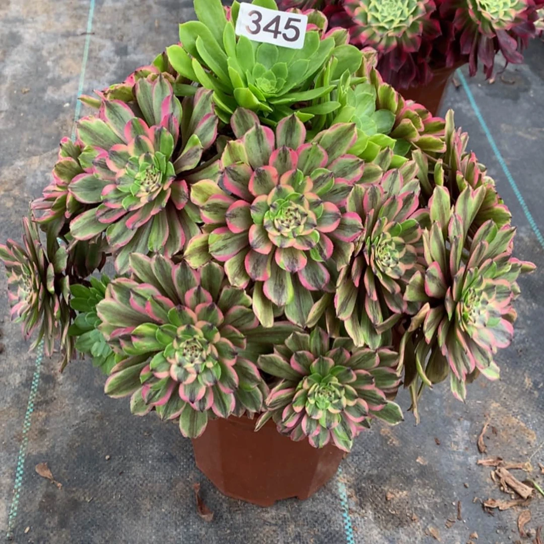 【闪购商品】345粉黛