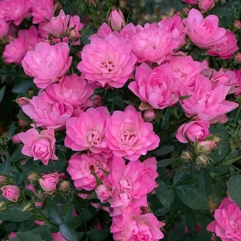 天荷繁星月季花苗灌木大花盆栽室内红果汁阳台多头玫瑰花苗棒棒糖