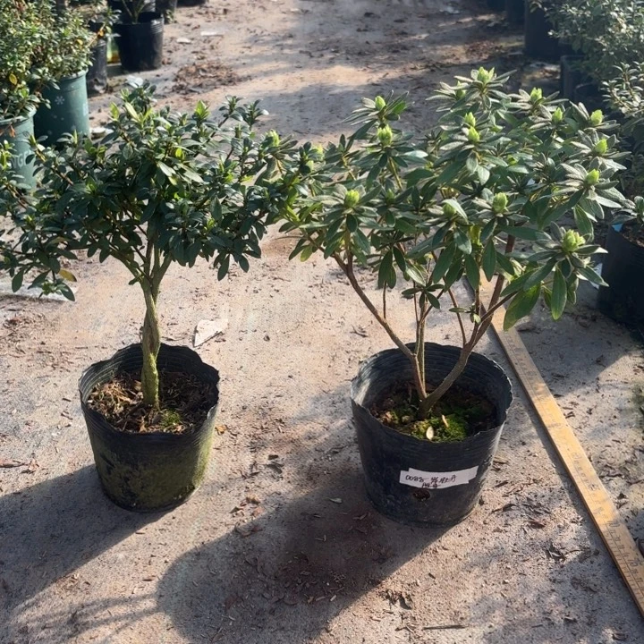 完全开放岸牡丹 莹