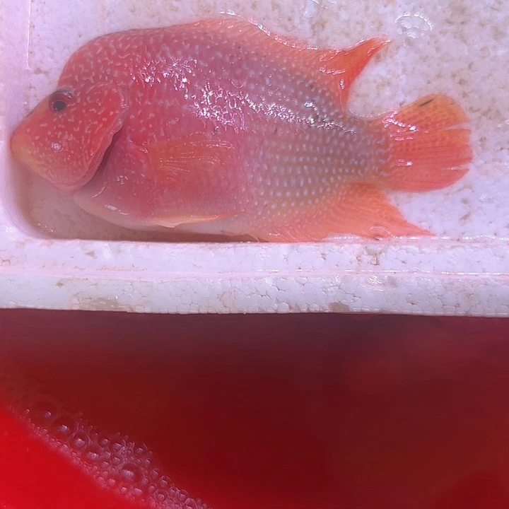 海水啊啊啊啊啊啊啊啊