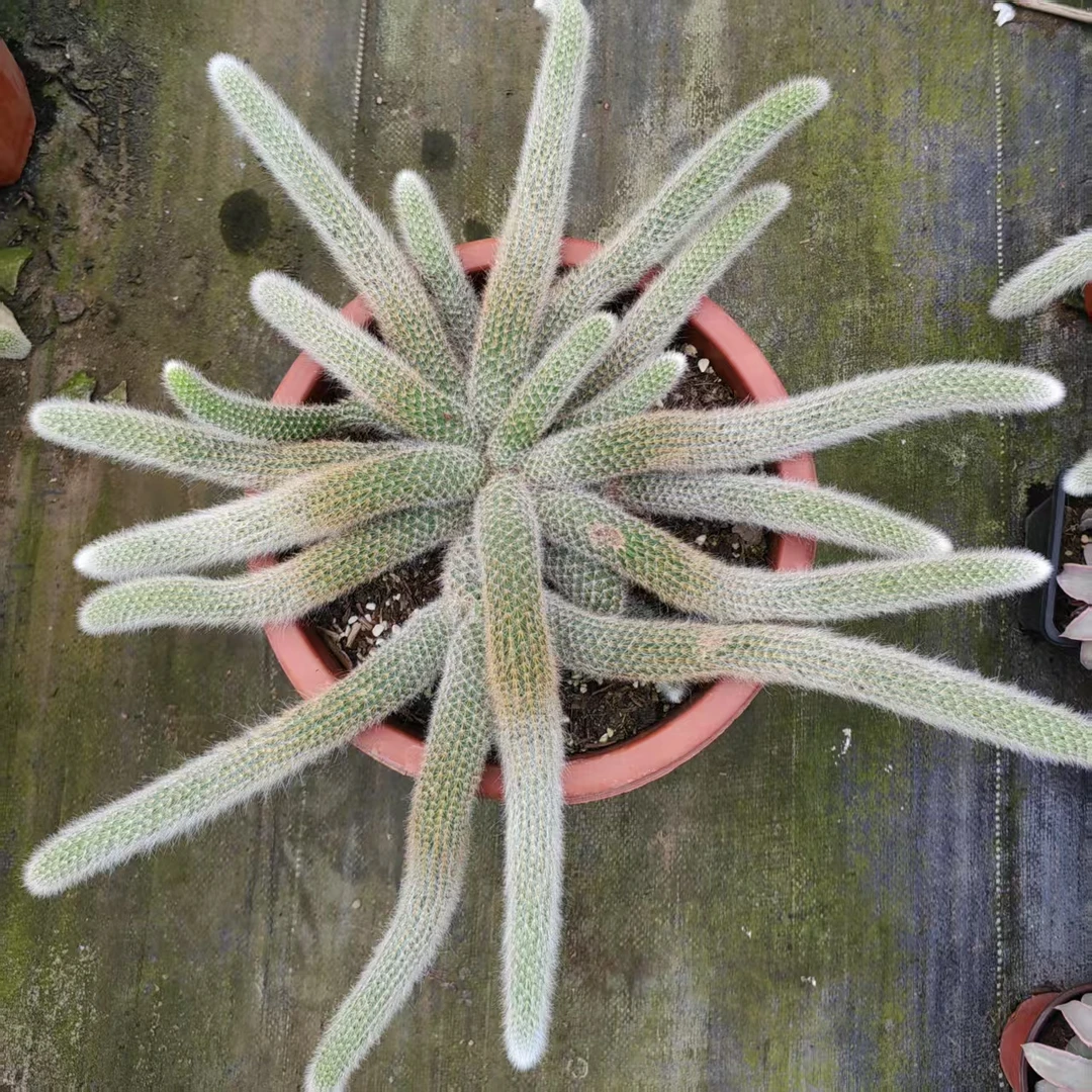 （一物一拍脱土发货）多头九尾狐多肉植物白毛夏季开花阳台好养盆栽