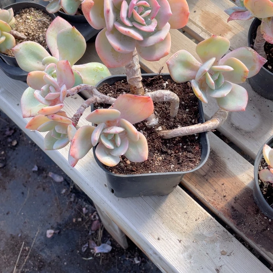 薄***空0526 白凤 六月六