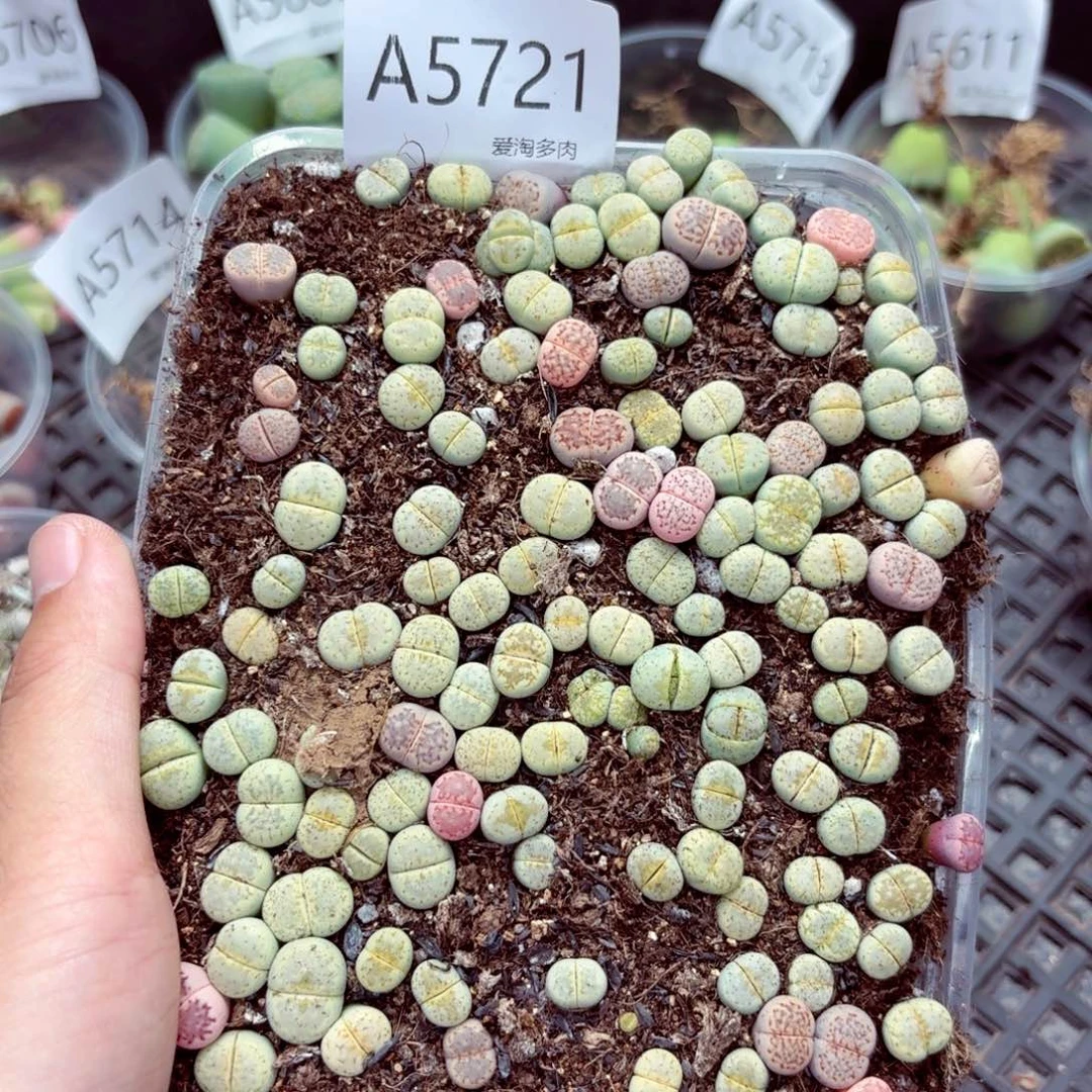 5721—生石花 生石花