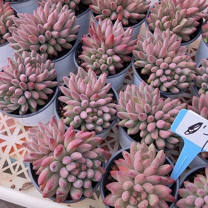 7号流沙虞美人一个脱土