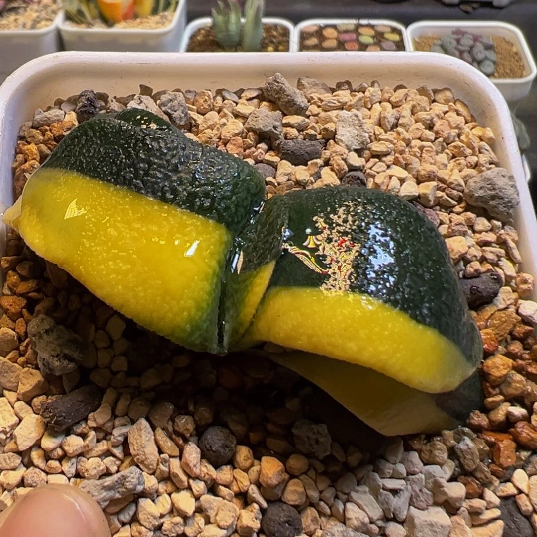 102多肉植物卧牛锦