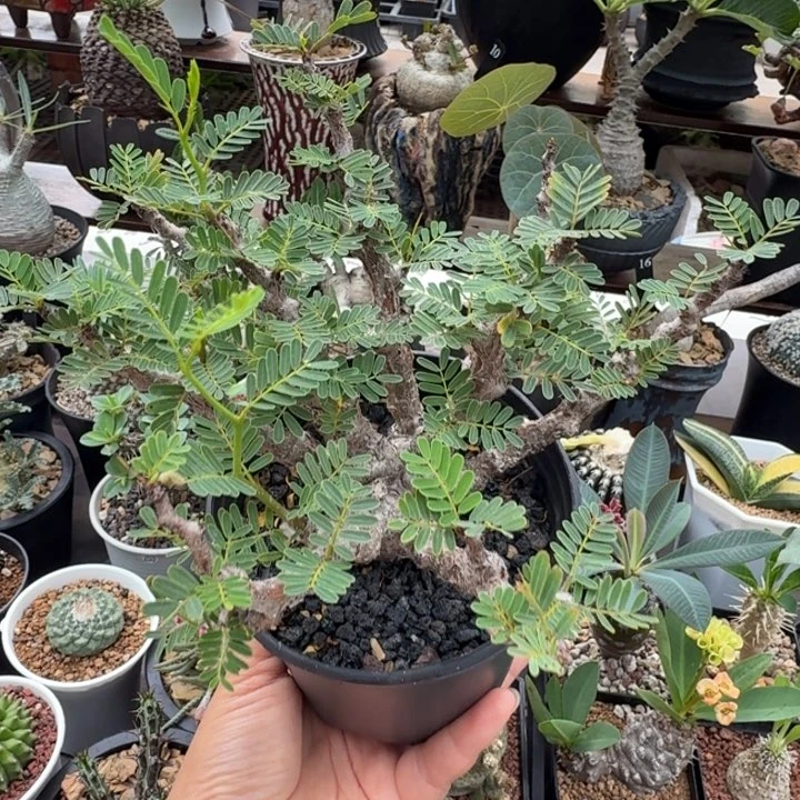 念珠沙漠苏木485 仙人球