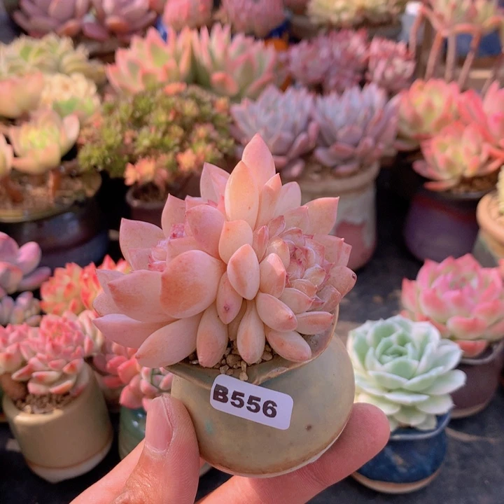 梧**下一物一拍满含盆土满38包邮B556