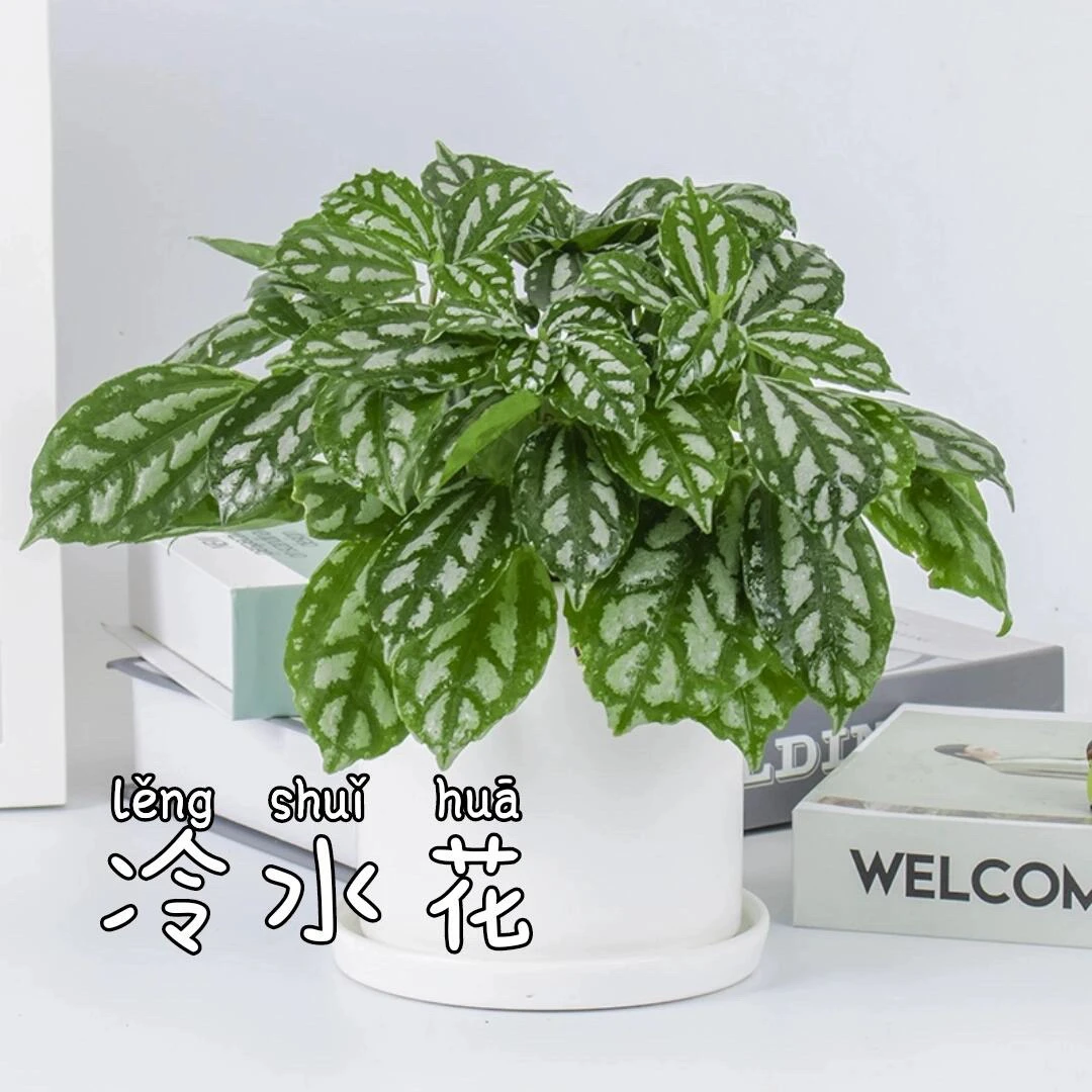 网红冰水花苔藓球冷水花办公室内茶台电脑桌面绿植花卉盆栽摆件